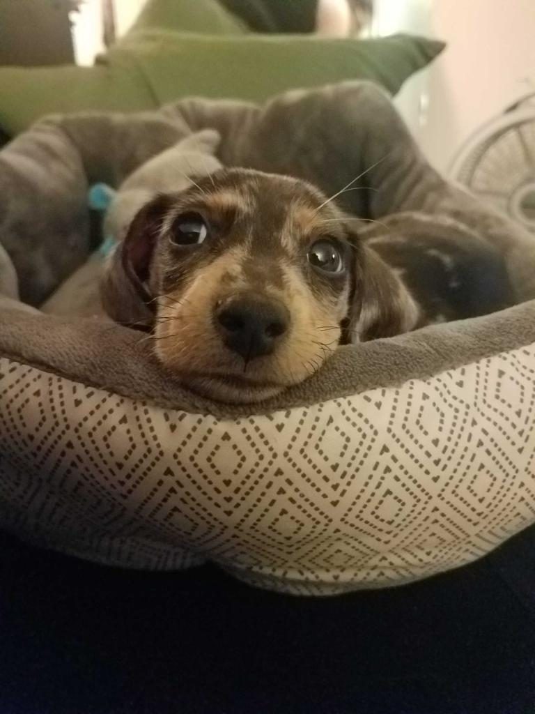 weiner dog
